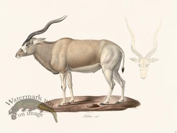 Cuvier 032 Addax Male